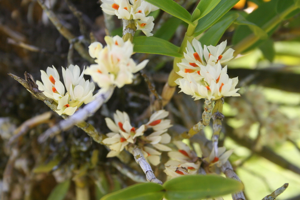 Dendrobium bracteosum Rchb.f. 2