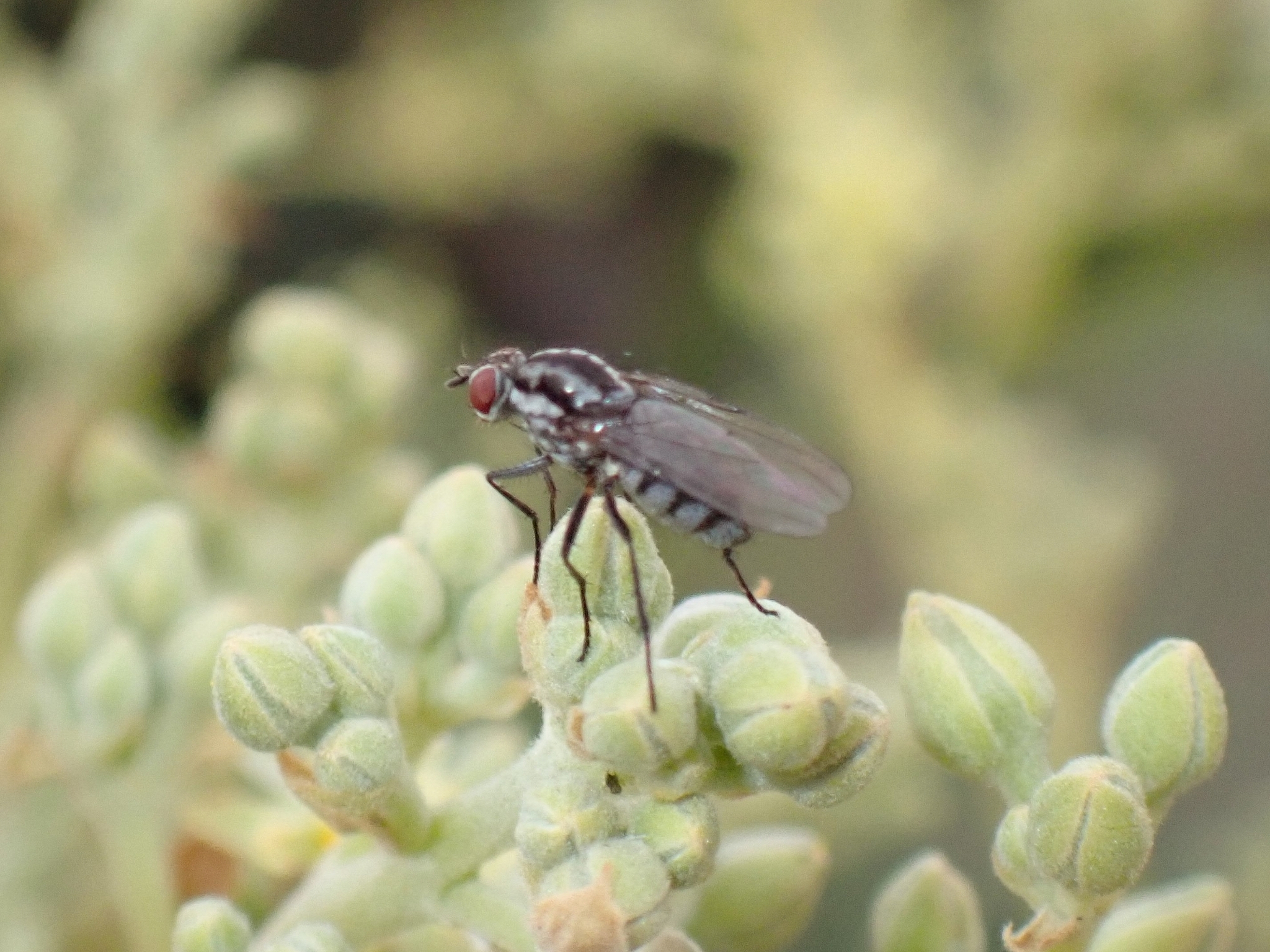 Hylemya latevittata