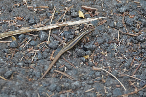 Ornithuroscincus noctua observed 2023-07-09