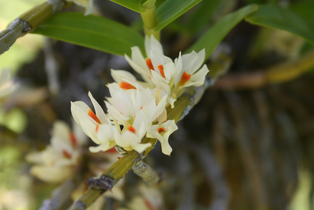 Dendrobium bracteosum Rchb.f. 3
