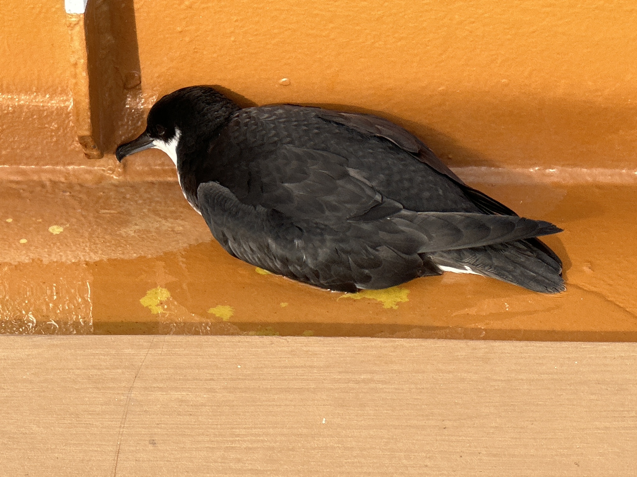 Newell's Shearwater (Puffinus newelli), photo 8