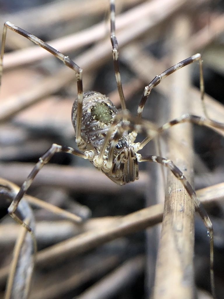 Dicranopalpus martini