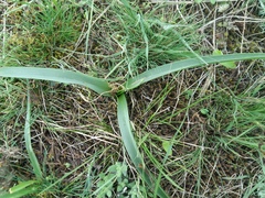 Colchicum eichleri