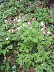 Isopyrum thalictroides