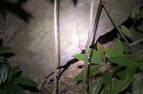 Khao Chong Bent-toed Gecko