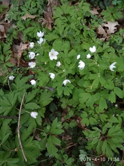Isopyrum thalictroides