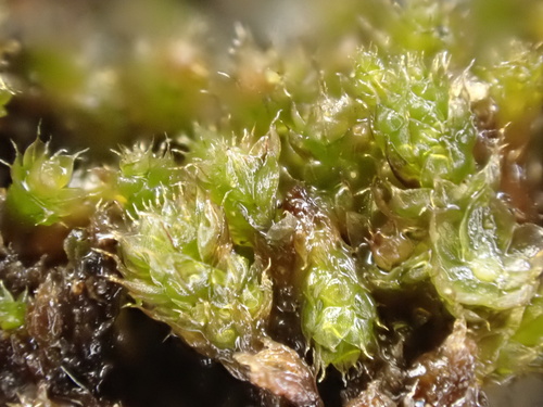 Yellow-tuber Thread-moss (Imbribryum tenuisetum)
