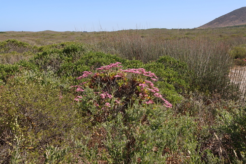 Image of Limonium peregrinum by (c) Tony Rebelo, some rights reserved (CC BY-SA)