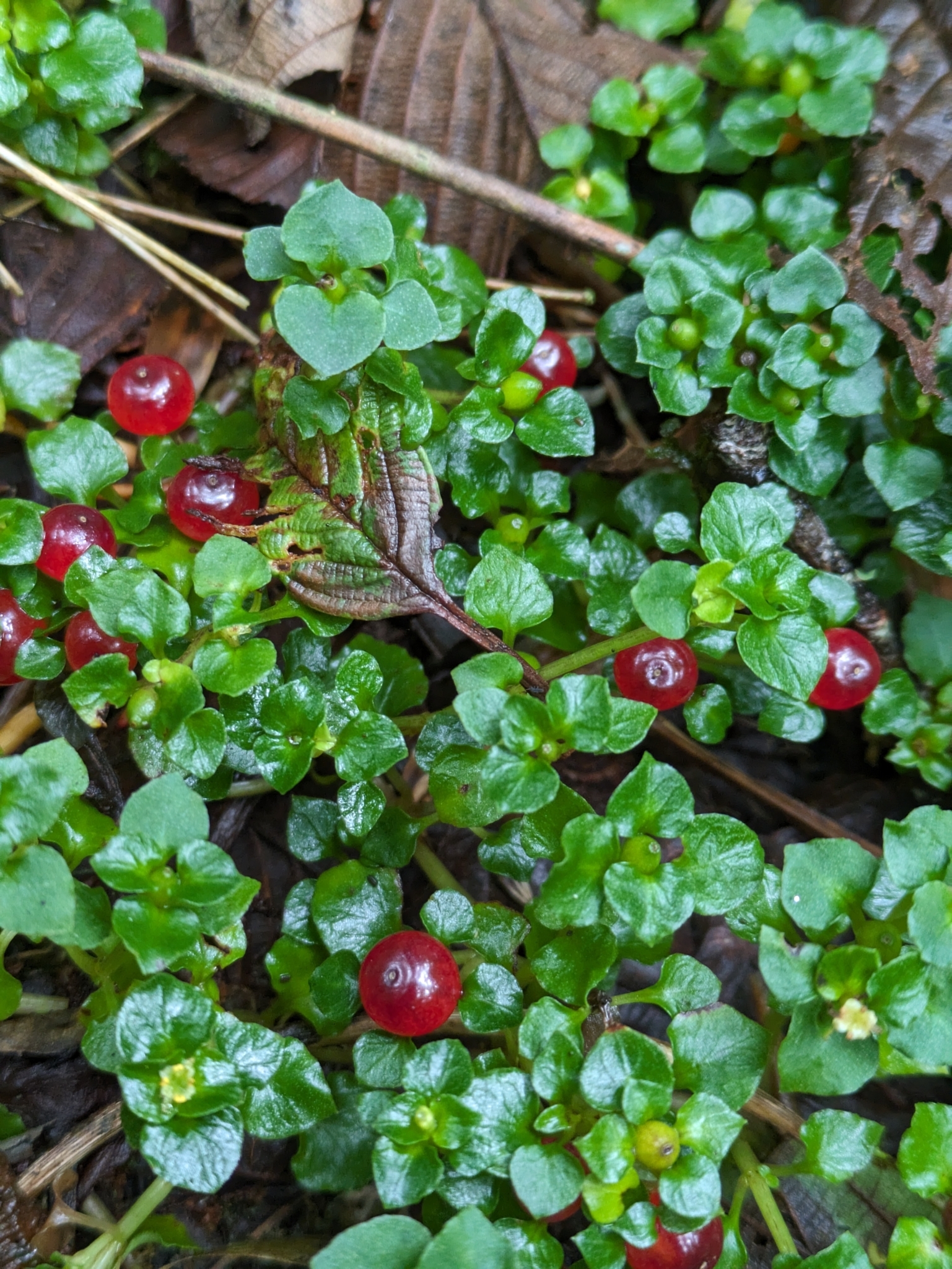 Imagem de Planta-dinheiro