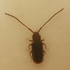 Uleiota dubia