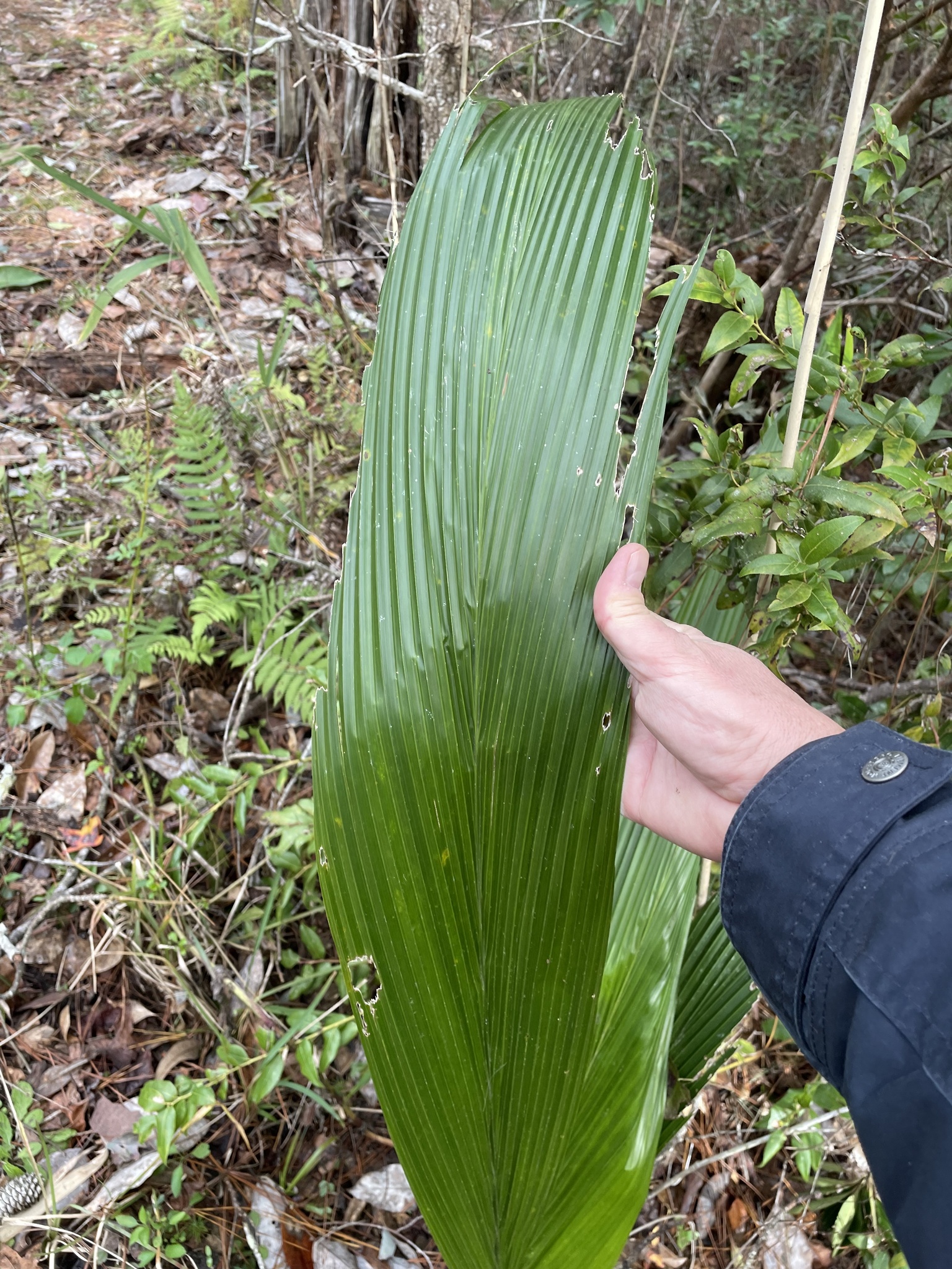 Imagem de Palmeira-imperial