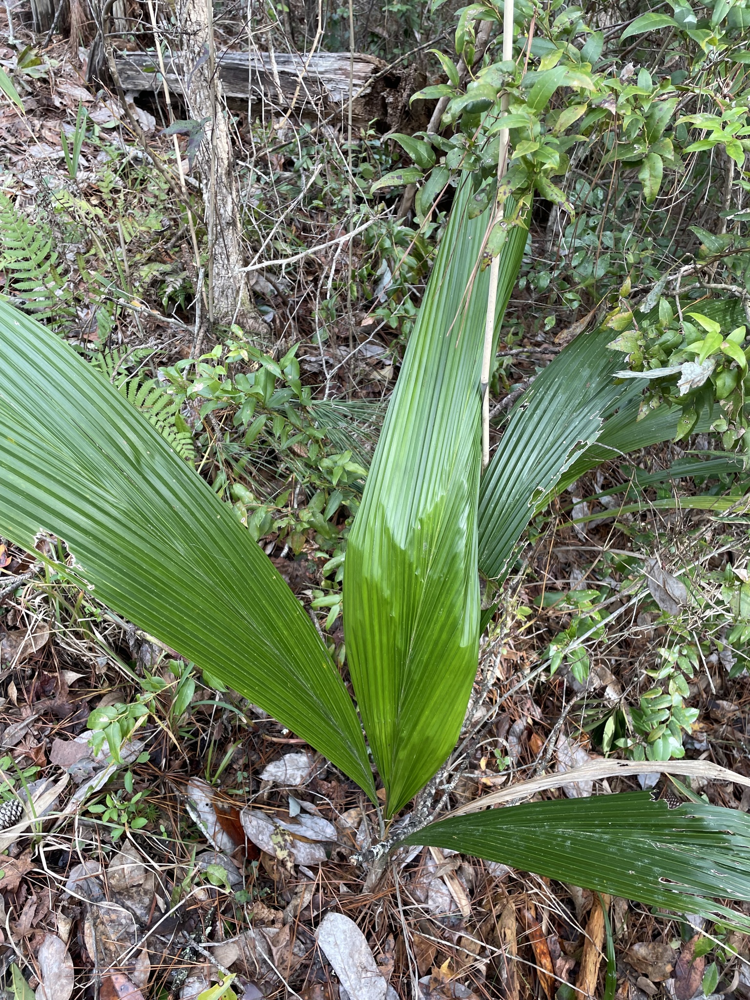 Imagem de Palmeira-imperial