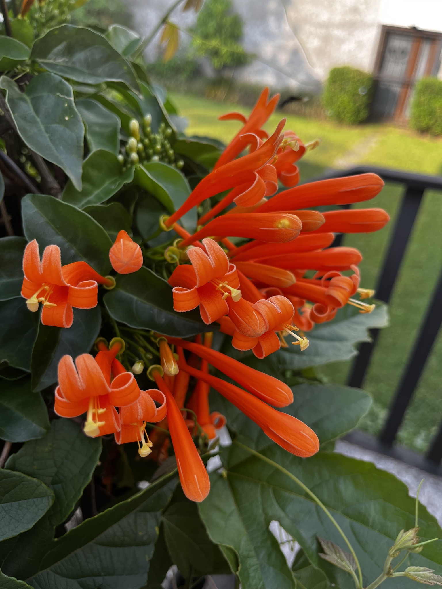 Imagem de Flor-de-são-joão
