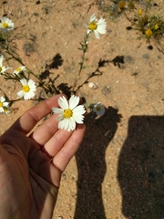 Layia glandulosa