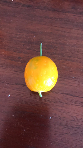 Ibervillea sonorae