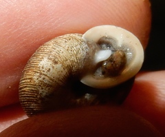 Triodopsis tridentata