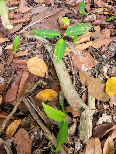 Foto de Comigo-ninguém-pode
