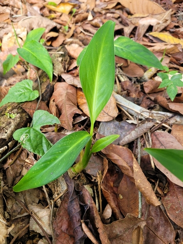 Foto de Comigo-ninguém-pode