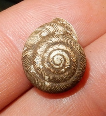 Triodopsis tridentata