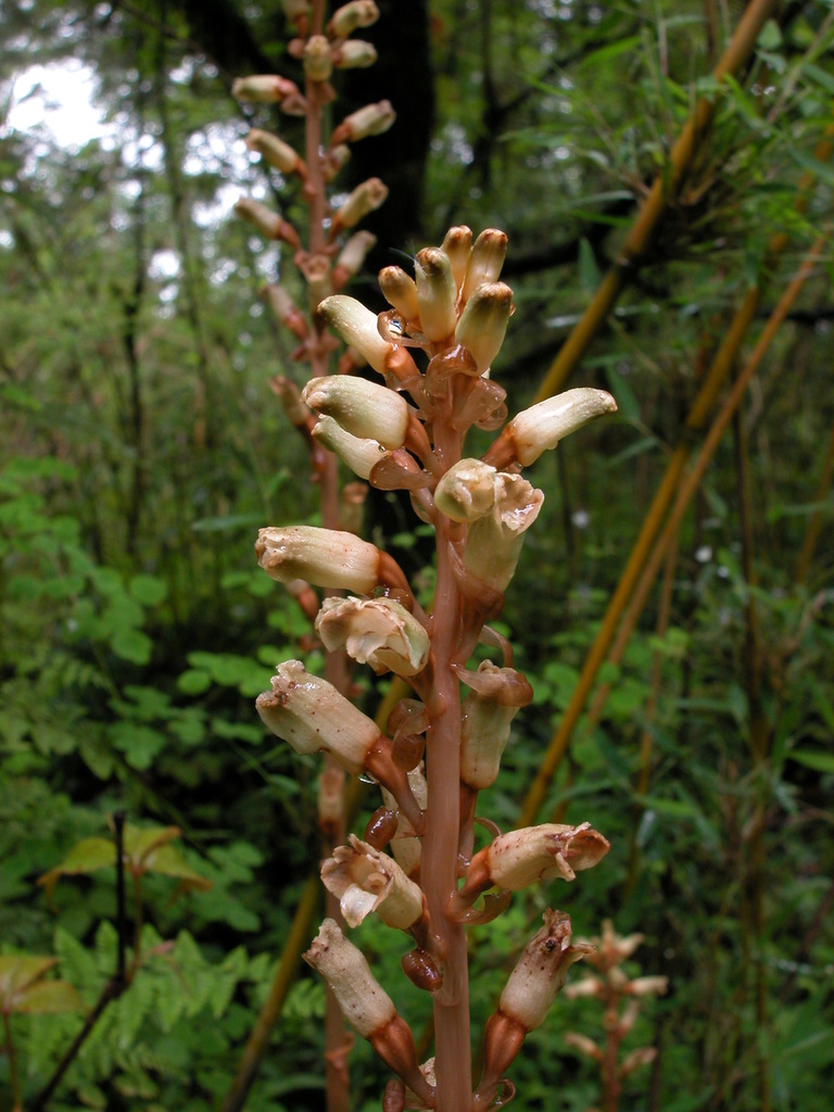 Gastrodia falconeri