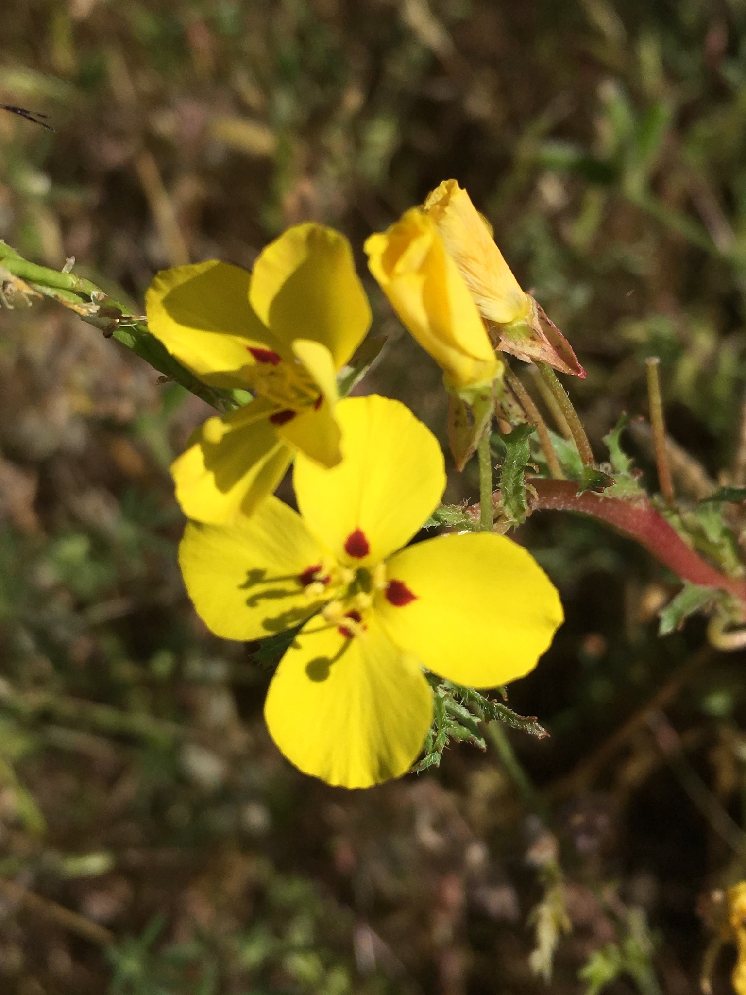 Camissoniopsis