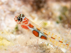 Orangeside Goby photo 3