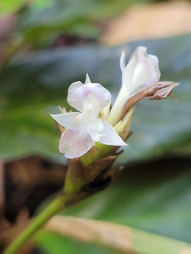 Calatea de terciopelo