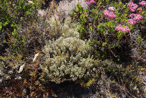 Image of Helichrysum niveum by (c) Tony Rebelo, some rights reserved (CC BY-SA)