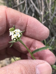 Cryptantha utahensis