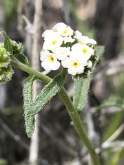 Cryptantha utahensis