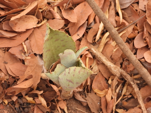 Image of Kalanchoe gastonis by (c) amantedarmanin, some rights reserved (CC BY)