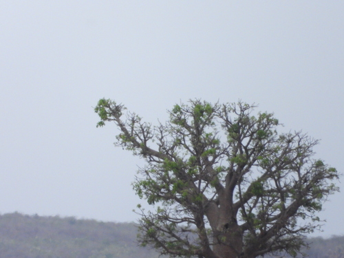 Image of Adansonia za by (c) amantedarmanin, some rights reserved (CC BY)