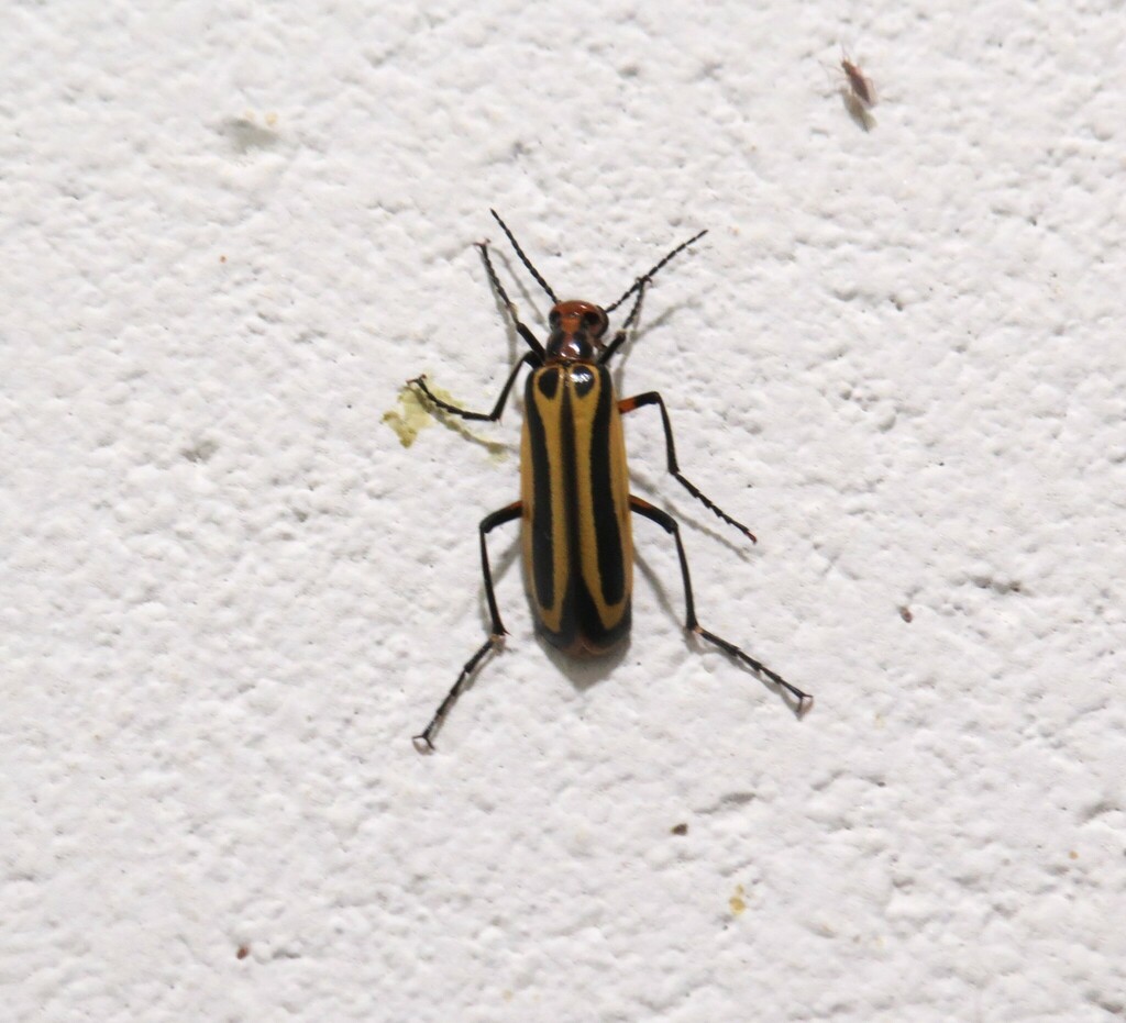 Pyrota Lineata Pyrota from Nazaré do Pico, Floresta - PE, 56400-000, Brasil on January ...