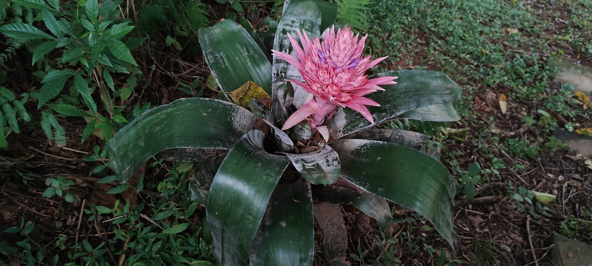 Imagem de Bromélia
