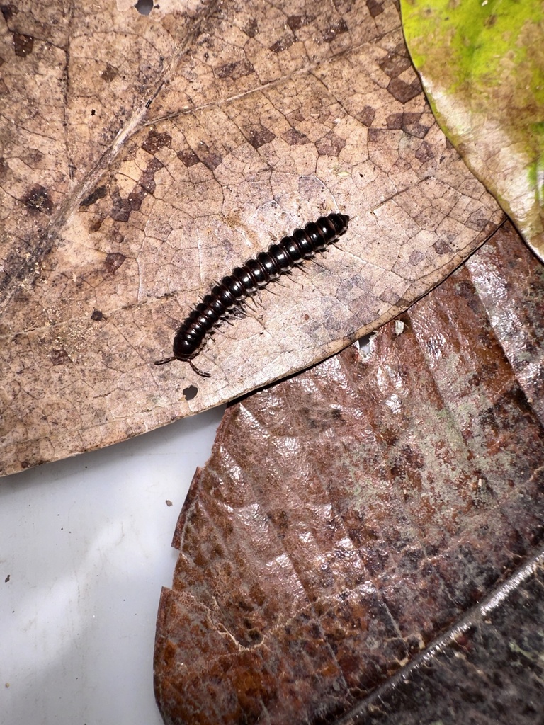Lepturodesmini