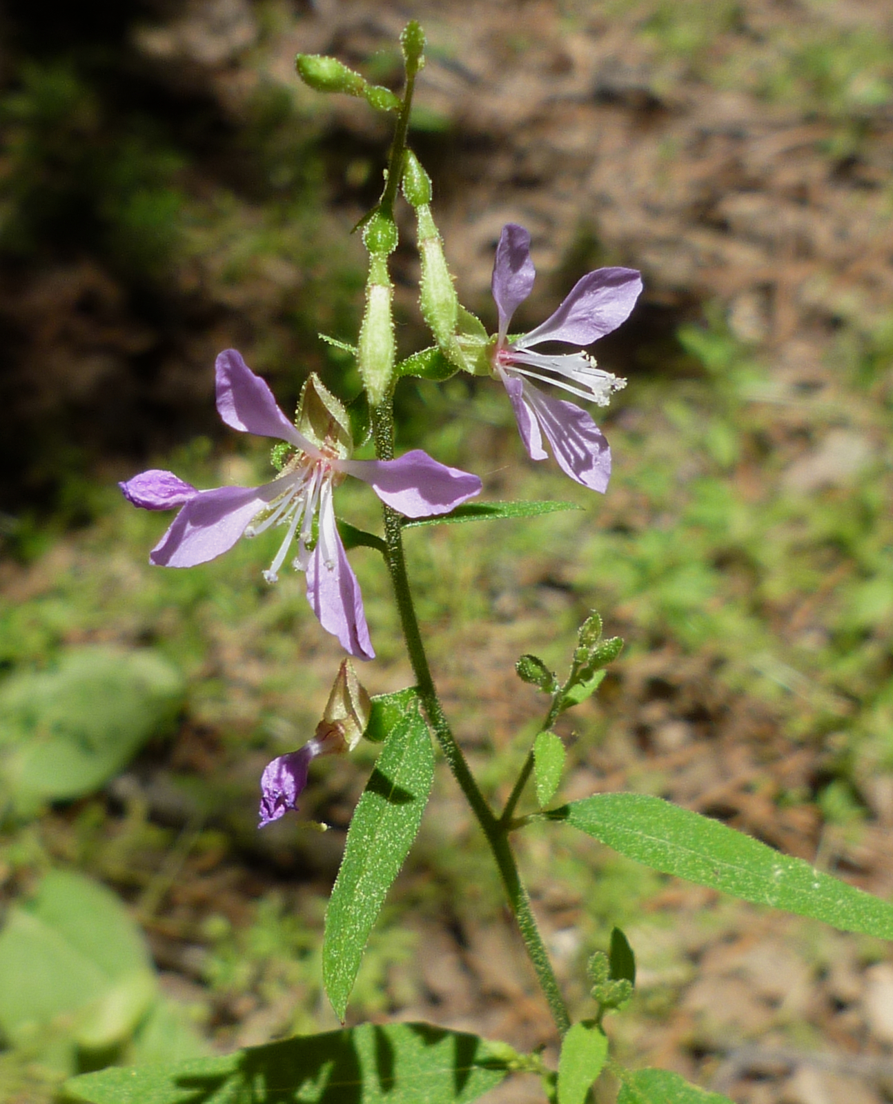 Clarkia heterandra