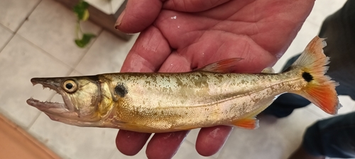 Acestrorhynchus pantaneiro