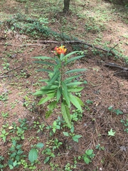 Asclepias curassavica image