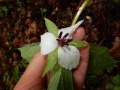 Trillium rugelii