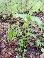 Trillium rugelii
