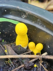 Leucocoprinus birnbaumii image