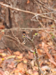 Euphorbia neobosseri, photograph amantedarmanin, CC BY, iNaturalist via GBIF
