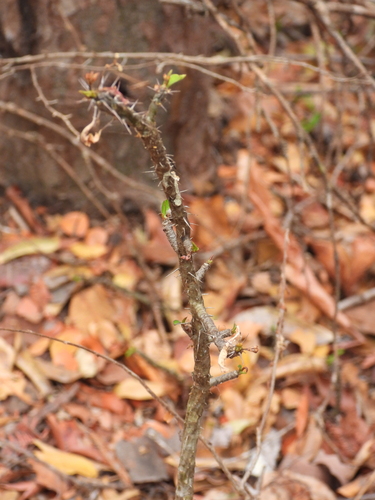 Euphorbia neobosseri, photograph 2