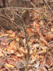 Euphorbia neobosseri, photograph amantedarmanin, CC BY, iNaturalist via GBIF