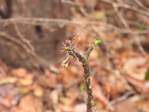 Euphorbia neobosseri
