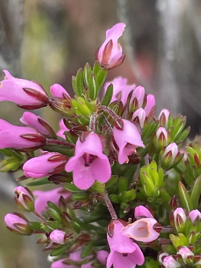 Agulhas Heath