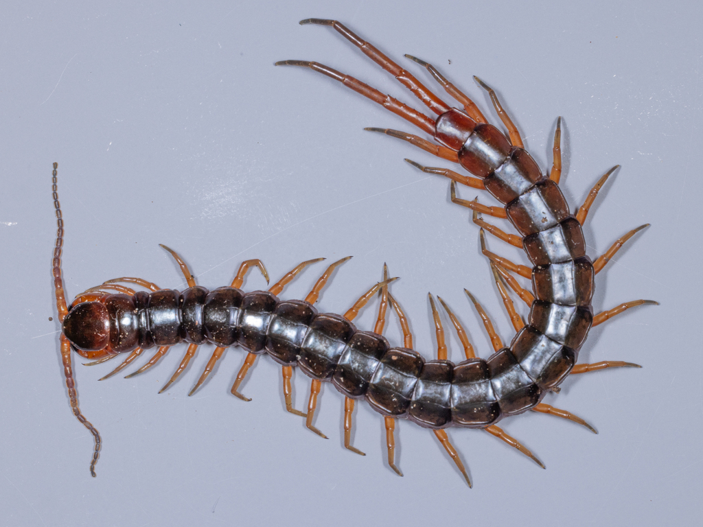 Giant Centipedes from St. Andrew, St Vincent and the Grenadines on ...