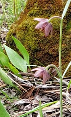 Fritillaria micrantha