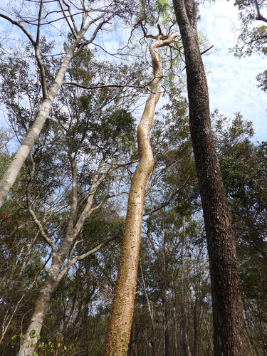 Commiphora madagascariensis