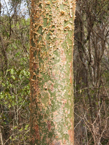 Commiphora madagascariensis Jacq. 3